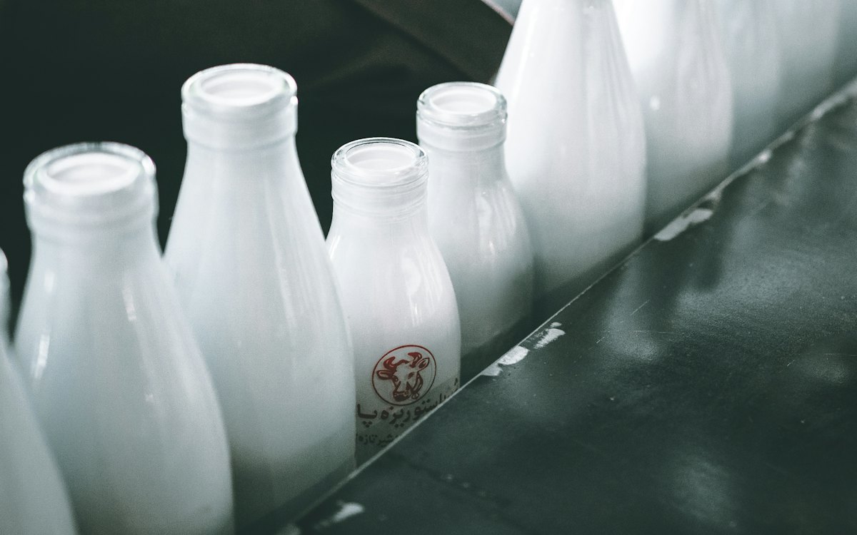 Milk bottles on a dairy production line